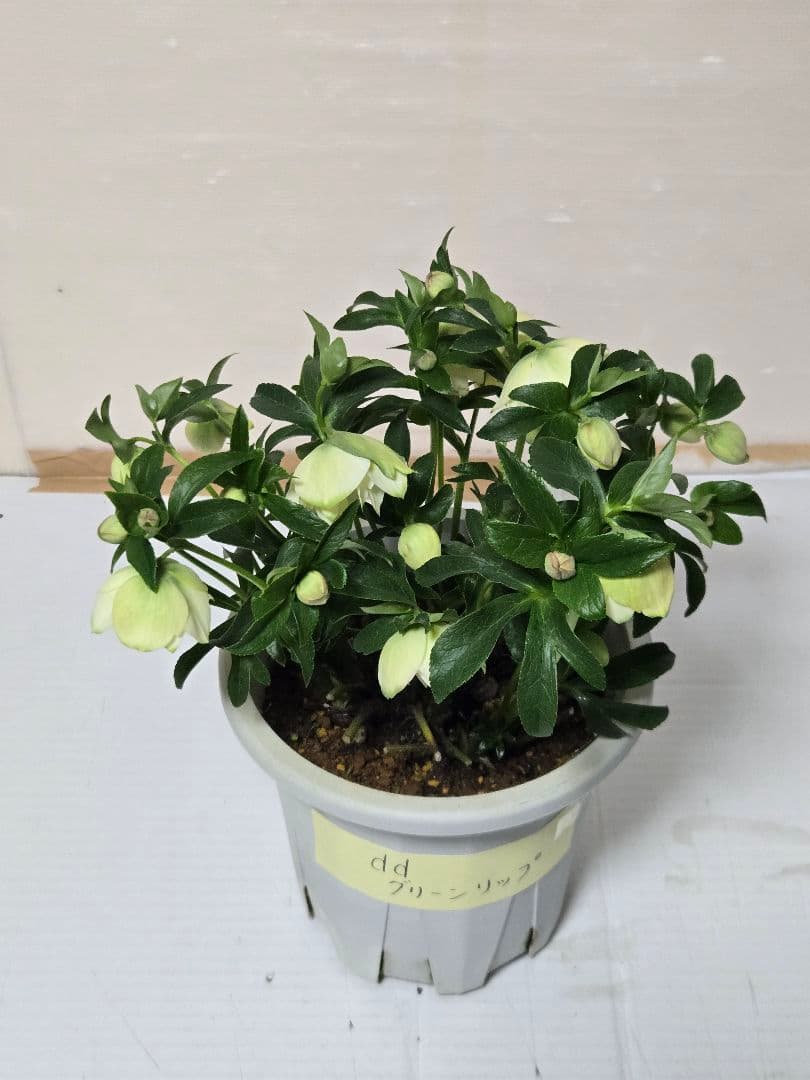 ☆クリスマスローズ☆ダブル　グリーンリップ☆7号鉢☆