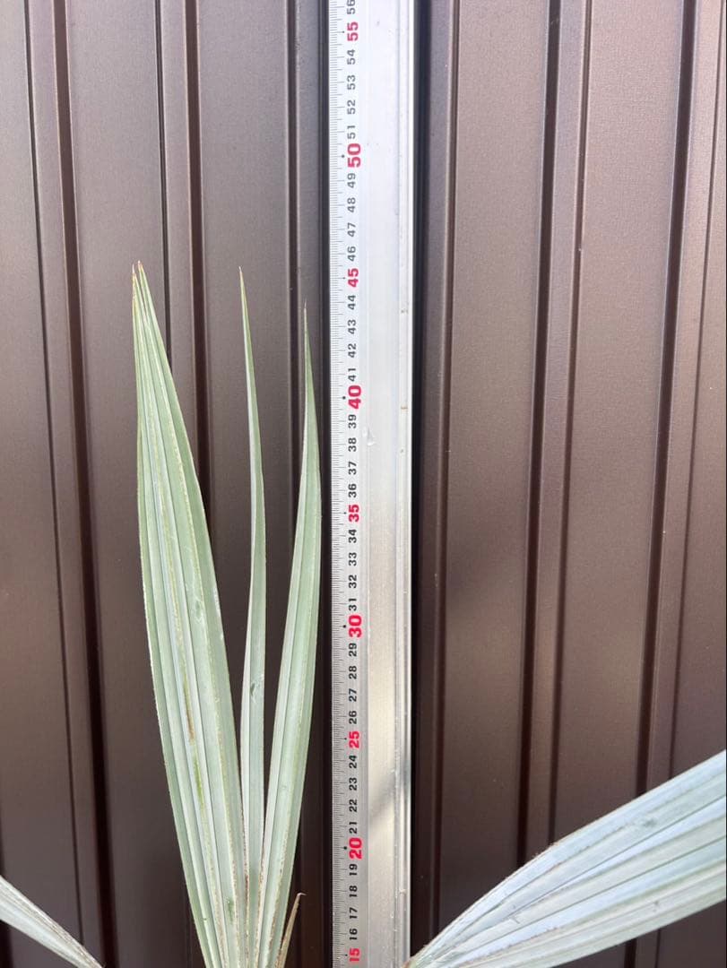 ブラヘア アルマータ J特白個体