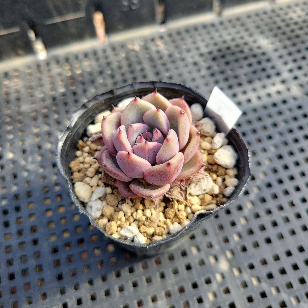 ののい様ご確認用