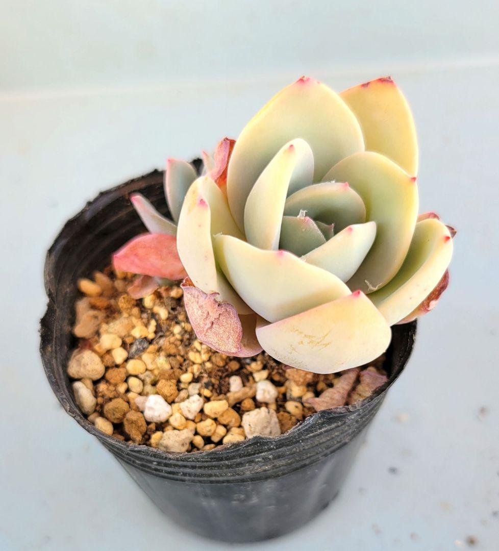 ののい様ご確認用