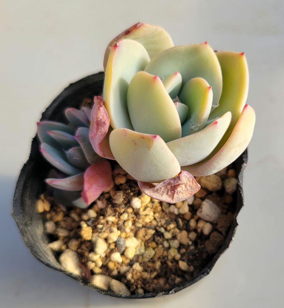 ののい様ご確認用