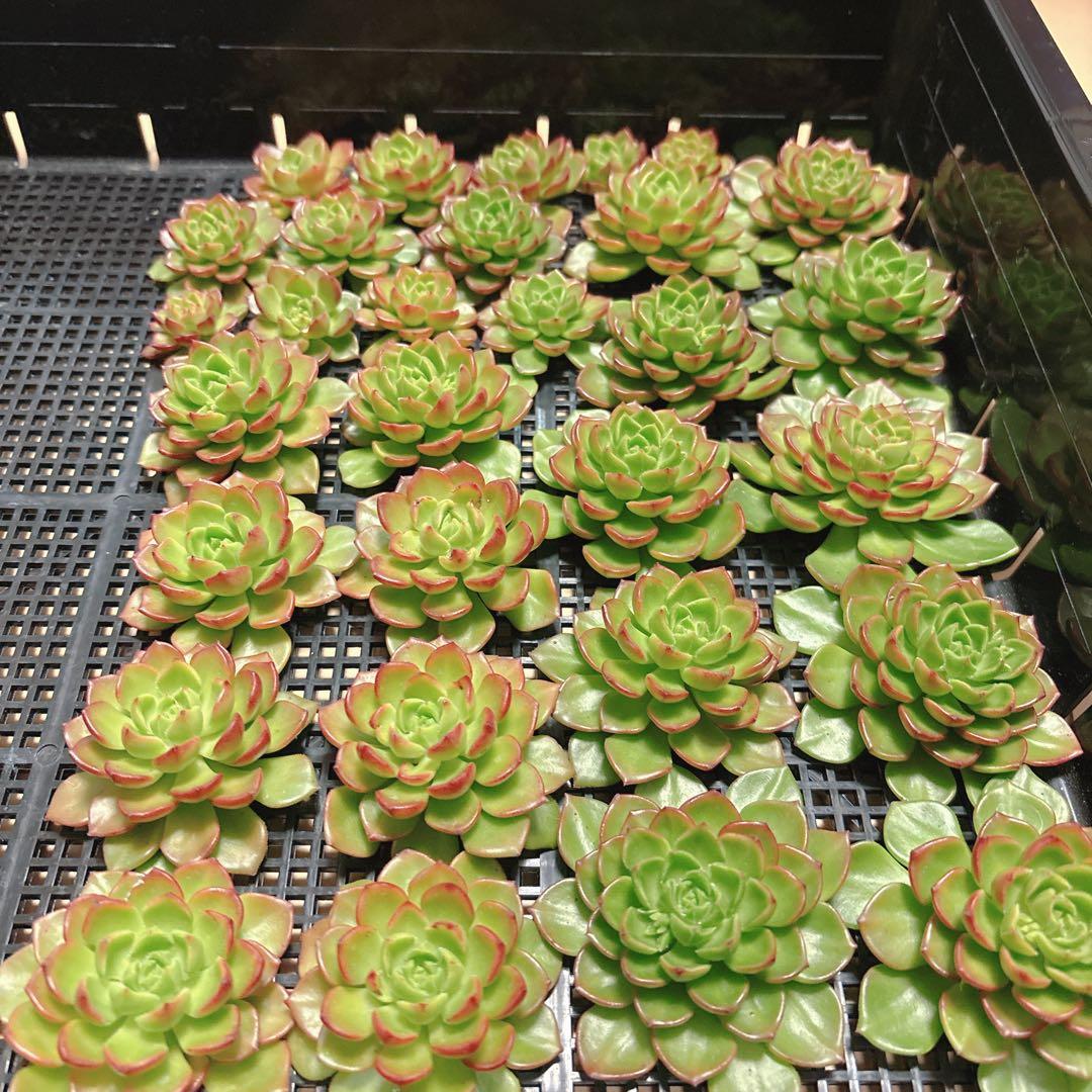 かおたん様 3点おまとめ