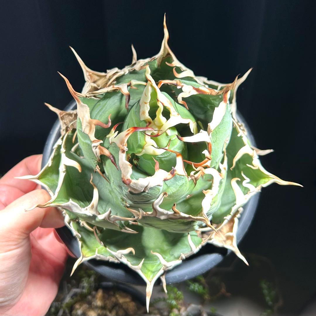 【激締親株出品】アガベ　チタノタ　激締まり低重心　ボール株