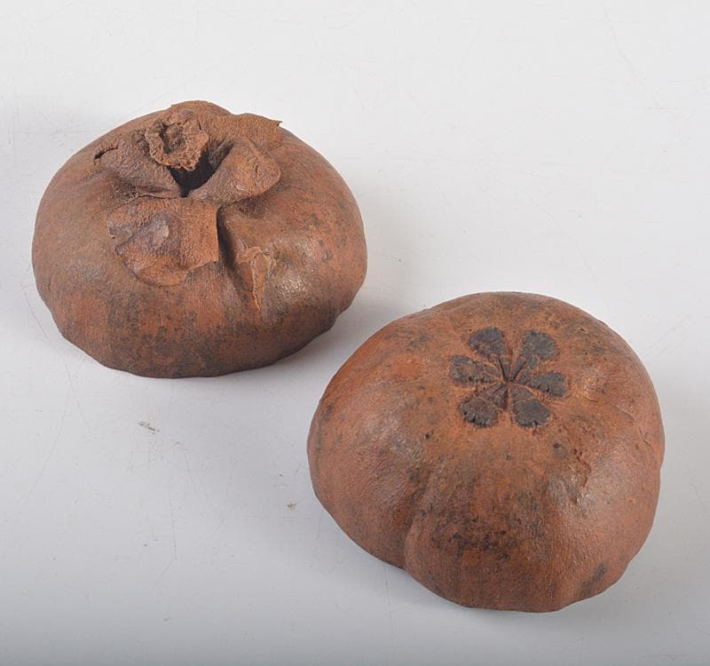 茶道具　マンゴスチン　内漆塗　時代箱　花押あり　M　R5248