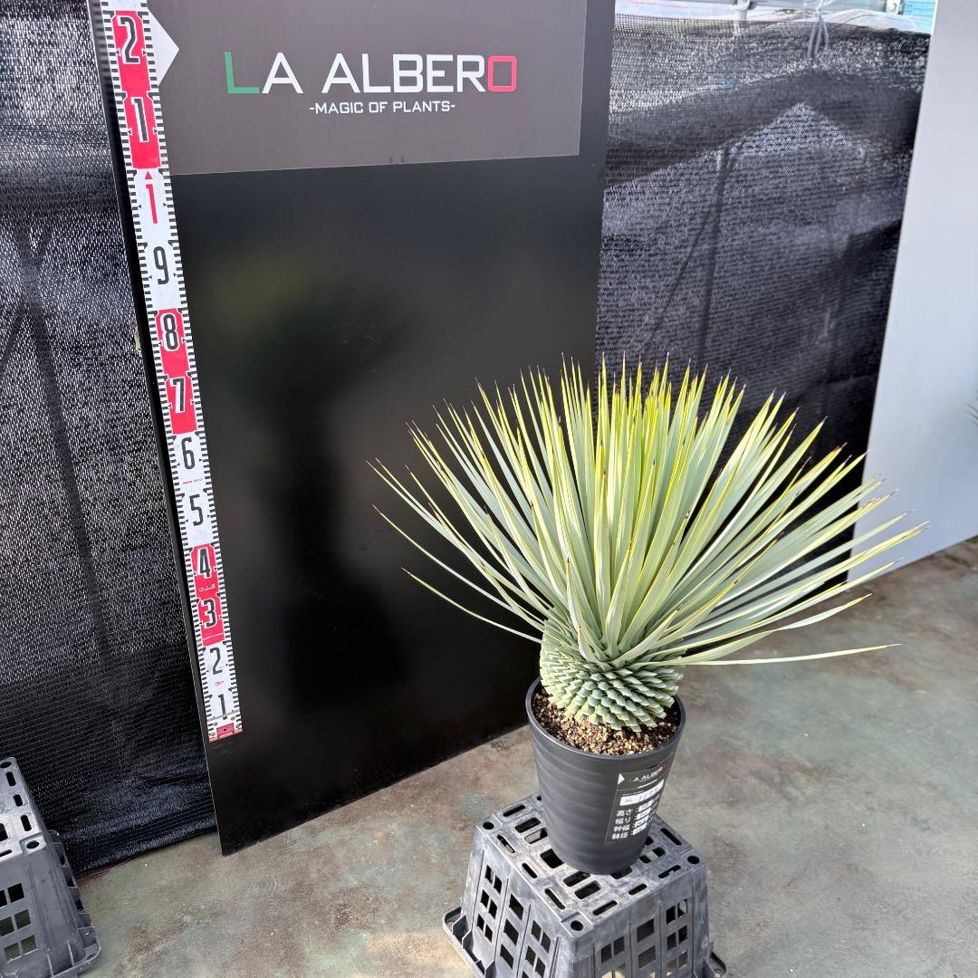 【AL1179】ユッカ　ロストラータ　超美形　極太　シルバー