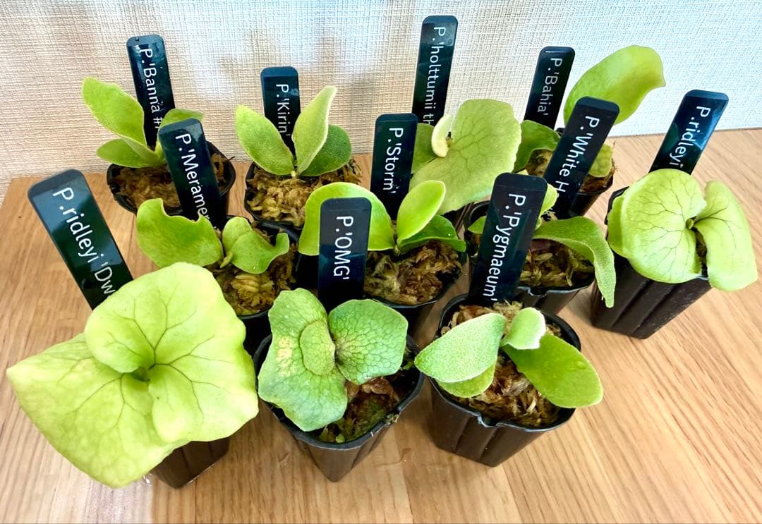 ビカクシダ　セット　OMG　リドレイドワーフなど