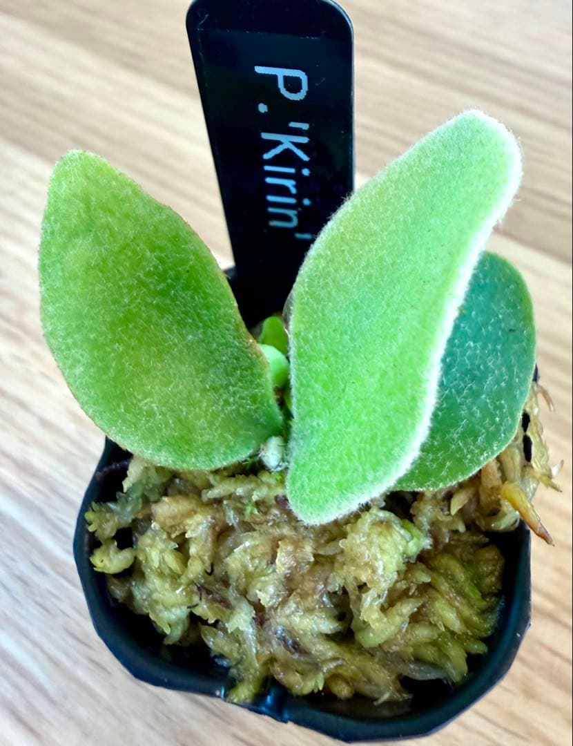 ビカクシダ　セット　OMG　リドレイドワーフなど