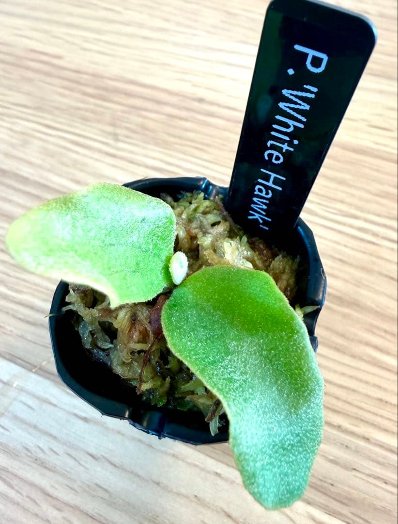 ビカクシダ　セット　OMG　リドレイドワーフなど