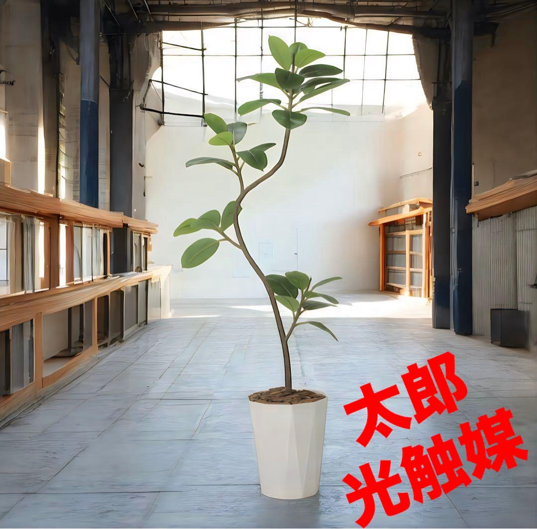 光触媒　観葉植物　ウォールグリーン　フェイクグリーン　フレッシュツイストゴムの木