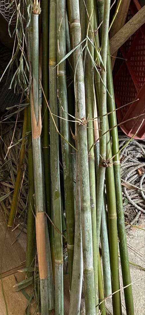 竹 約1メートル 以上造園用10本