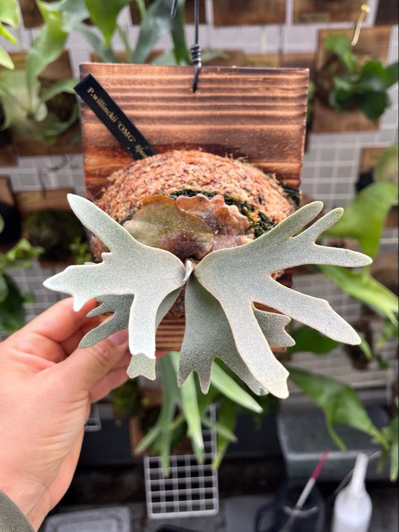 ジーコ様　ご確認用　ビカクシダ