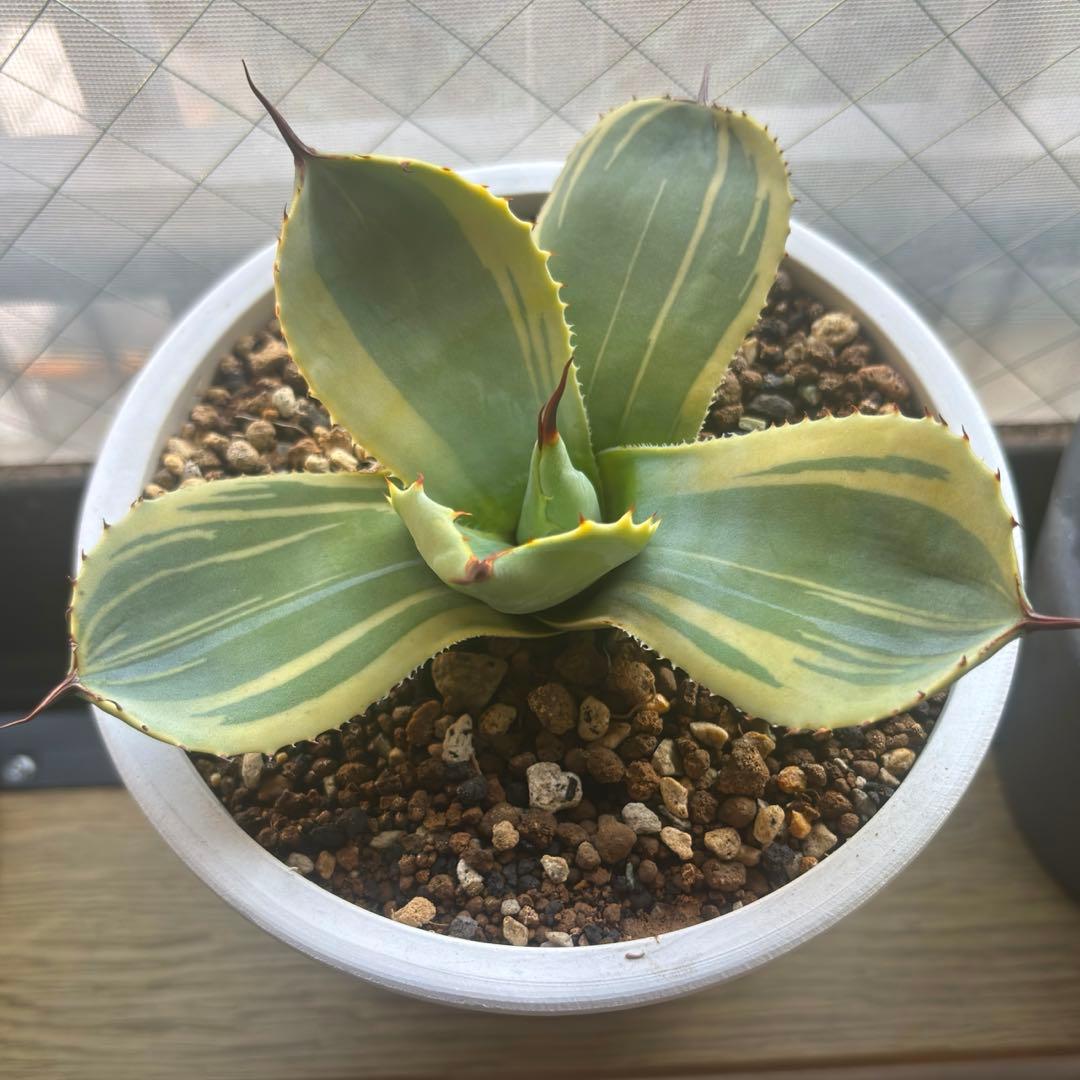 3株セット・アガベ ライムストリーク トランカータ ホーチエンシス