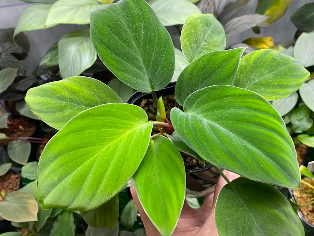 Homalomena sp. \"Kapuas-2\"【AZ0317-3】大株