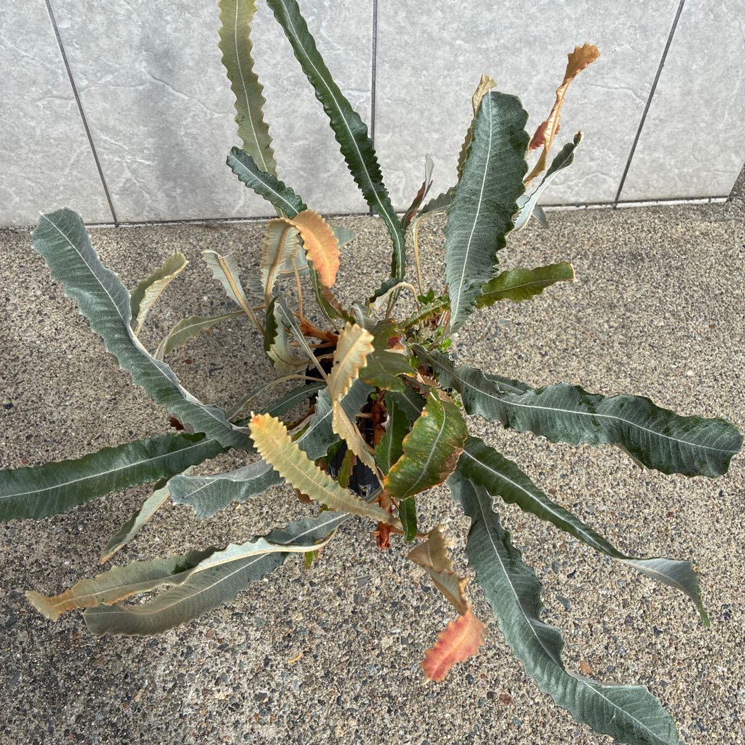 バンクシア　ペティオラリス　実生　苗