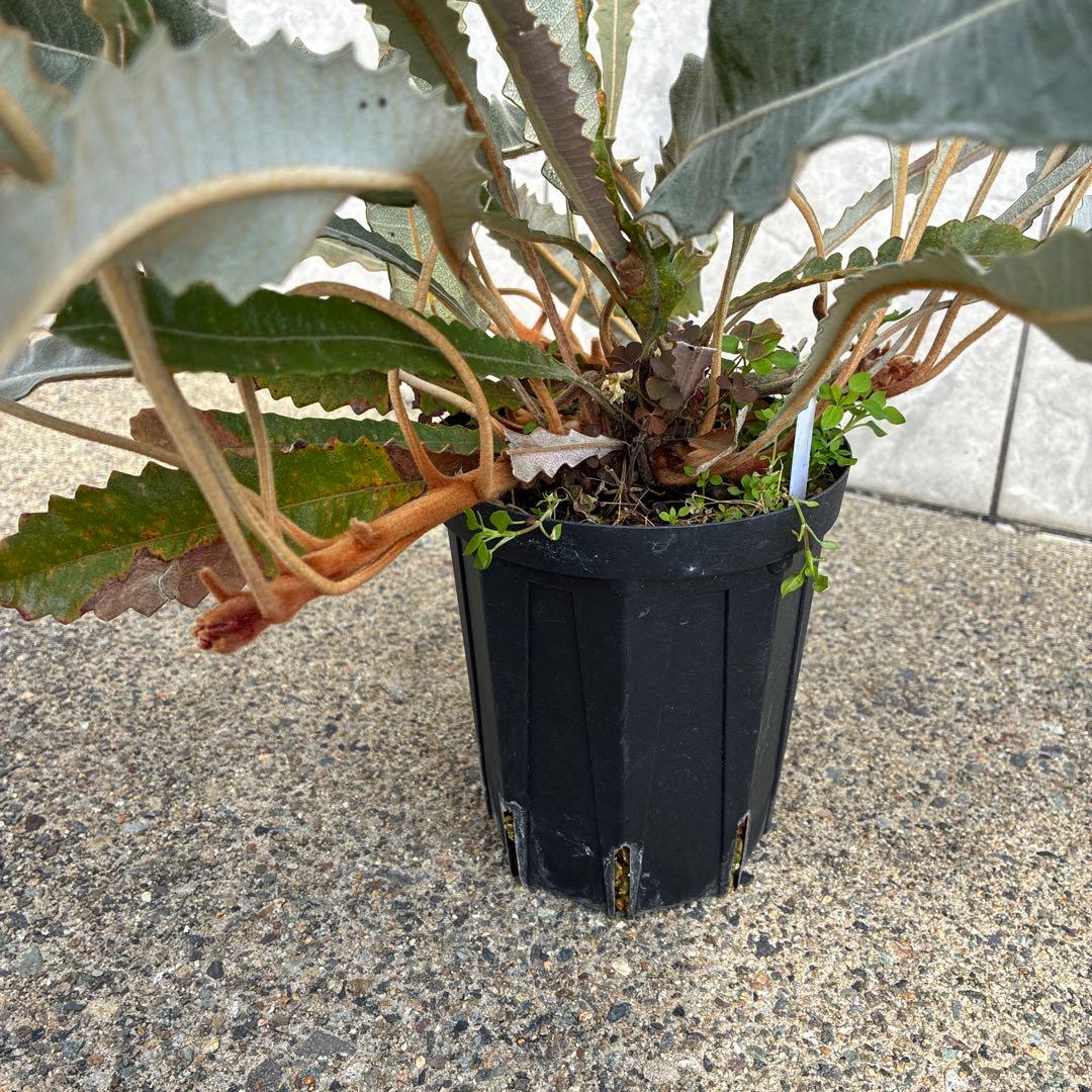 バンクシア　ペティオラリス　実生　苗