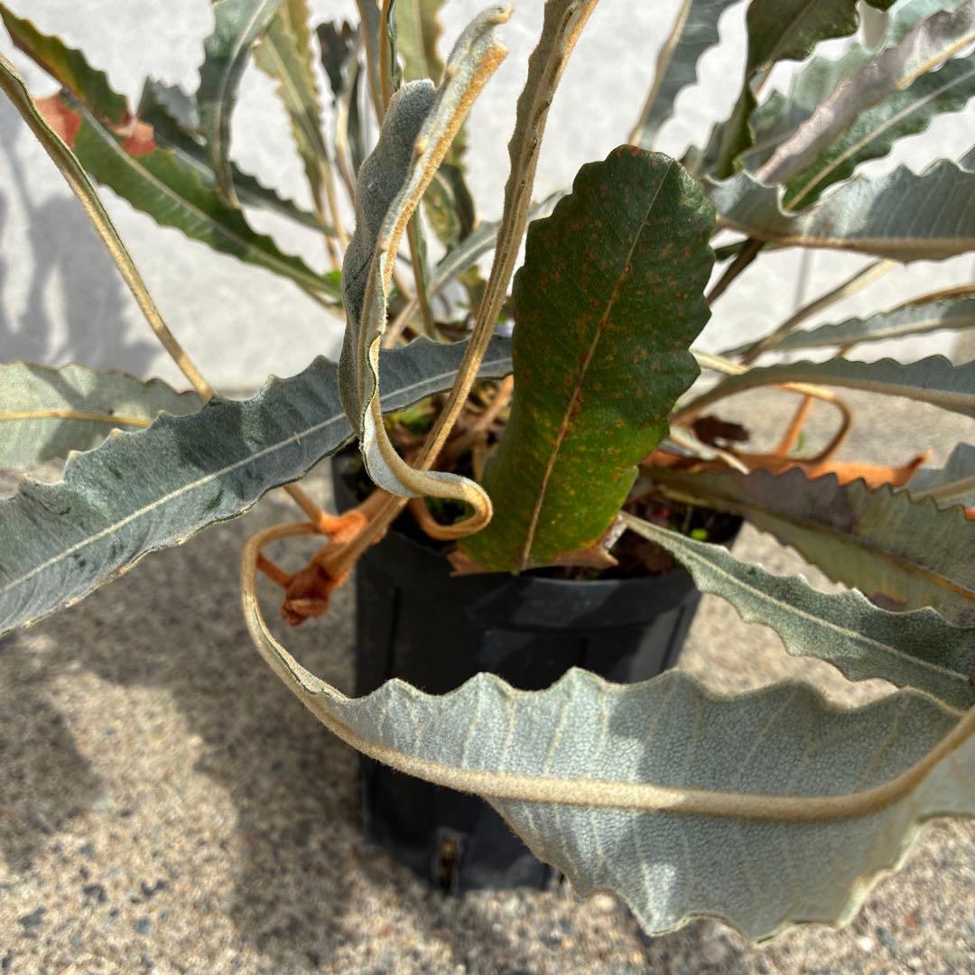 バンクシア　ペティオラリス　実生　苗