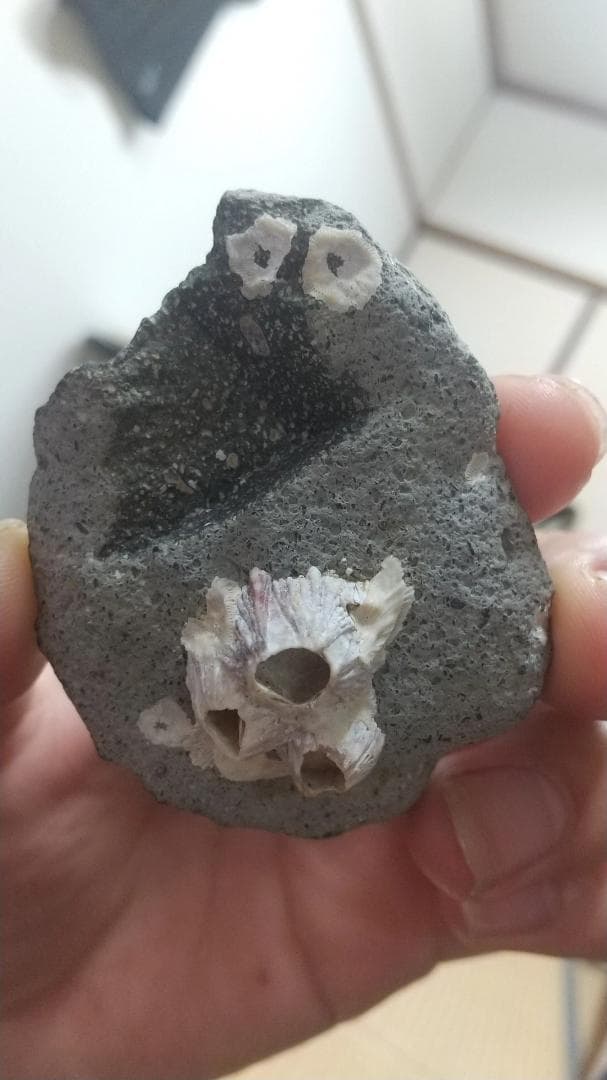 小豆島拾った石