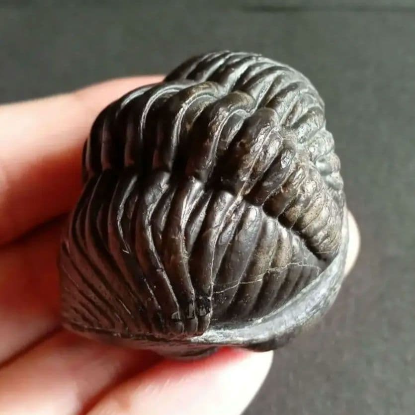 化石　骨格　標本　三葉虫　ファコプス　大型種