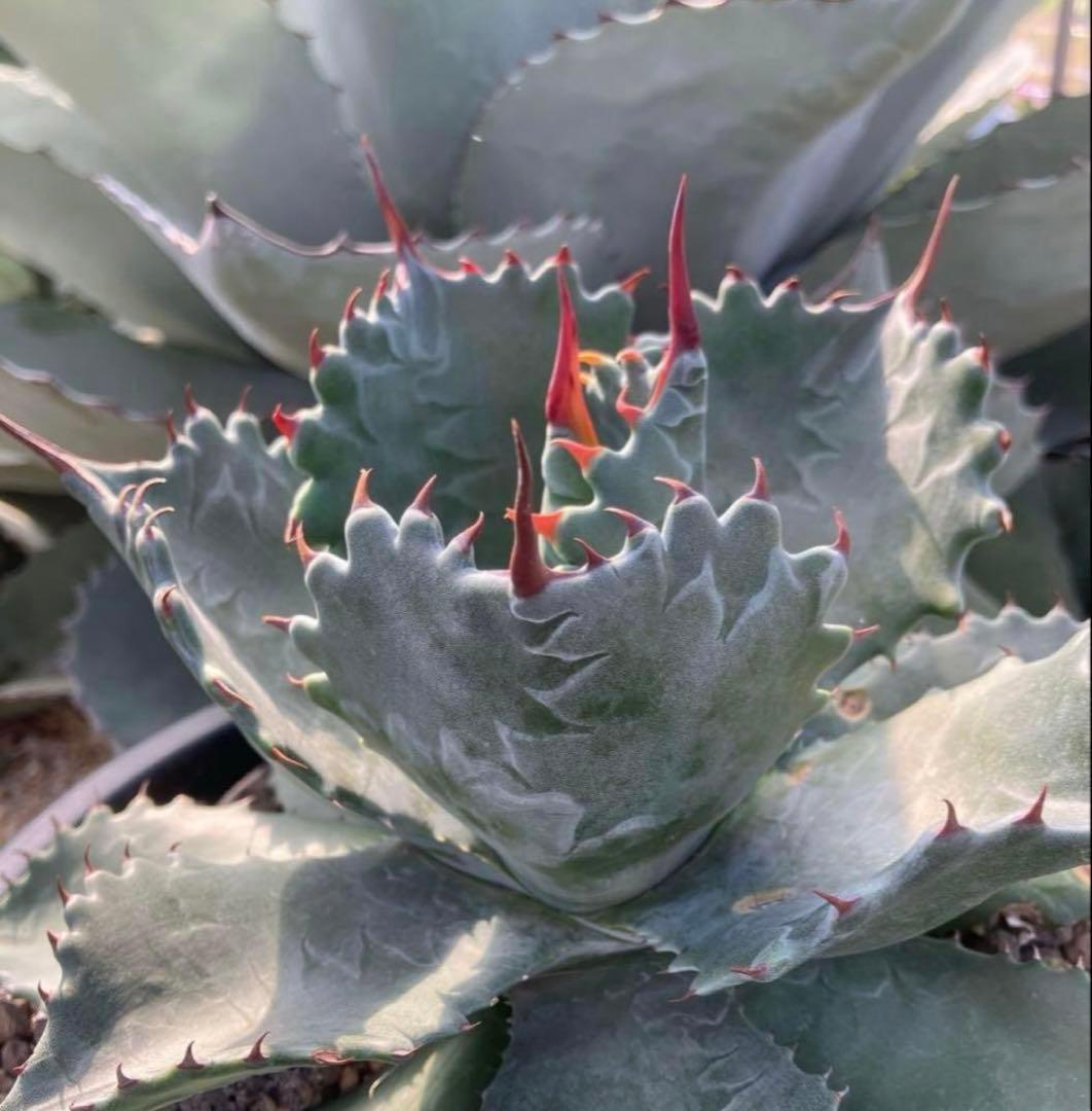 アガベ　パライシ　パラサナ×イシスメンシス　ハイブリッド　胴切り子株