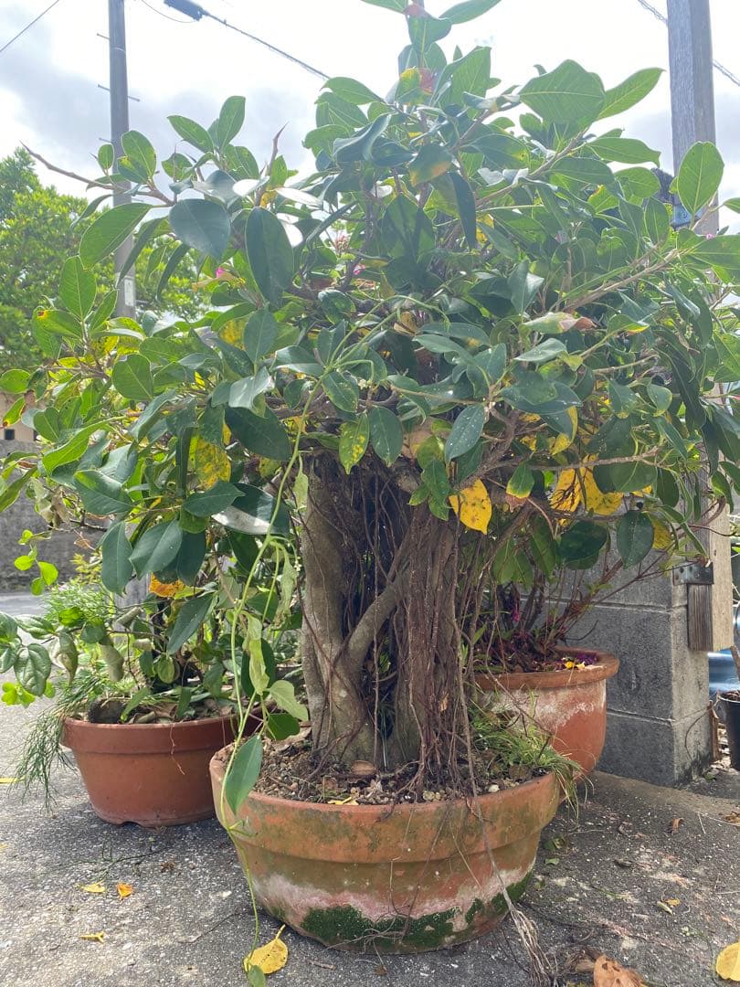 ガジュマルの木　盆栽　観葉植物　ヒゲつき