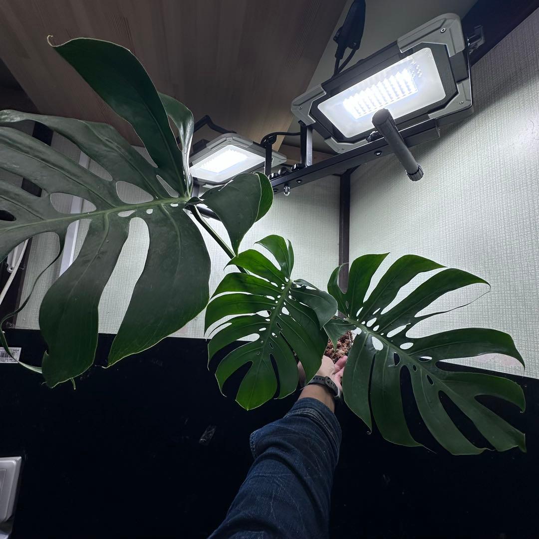 -*-様 モンステラデリシオーサマクロコズム超希少系統鉢植え72㎝