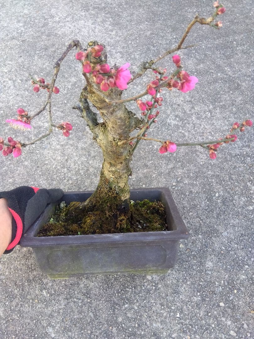 梅　盆栽　７号　古木❗　ひ