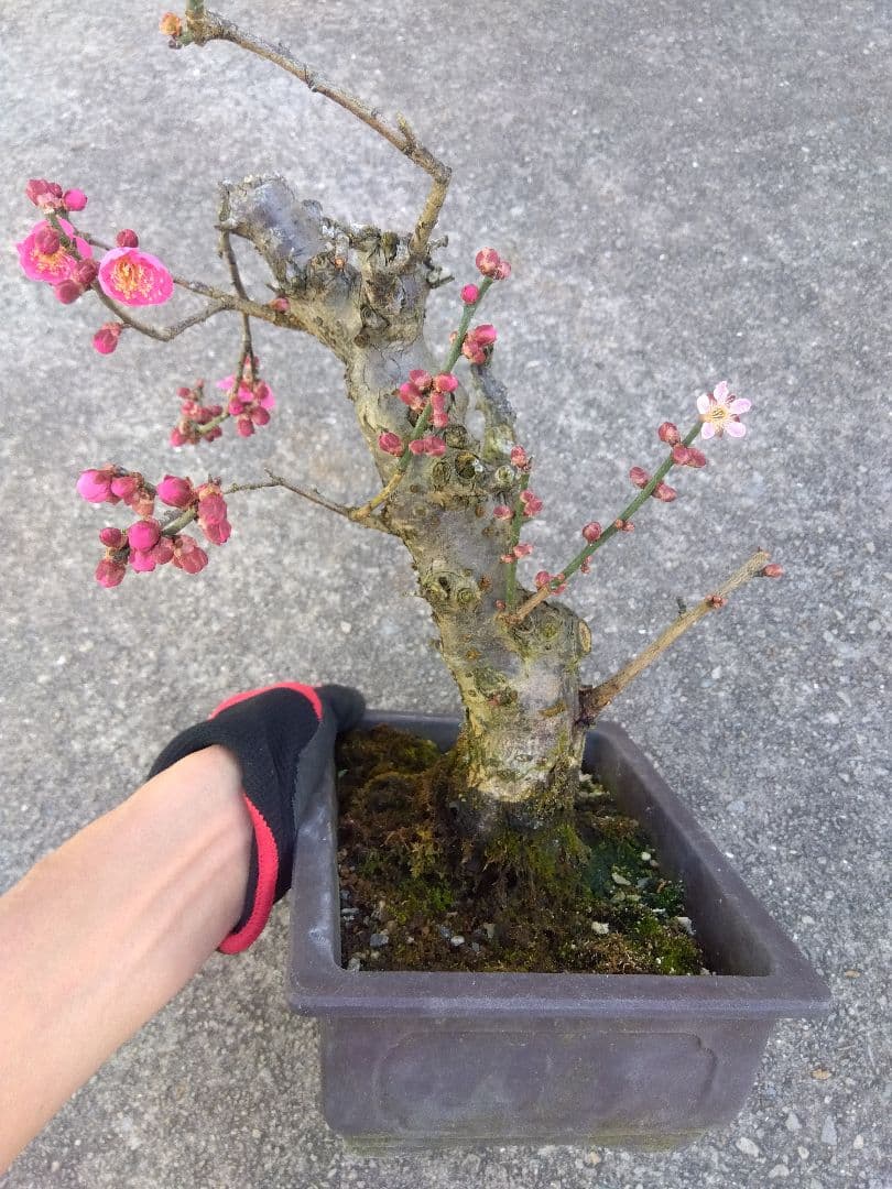 梅　盆栽　７号　古木❗　ひ