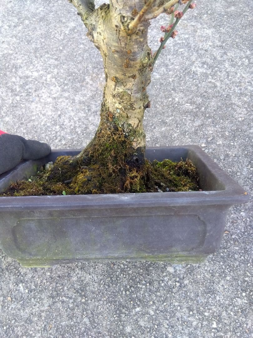 梅　盆栽　７号　古木❗　ひ