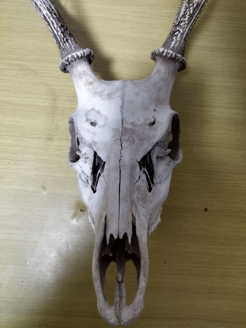 鹿の角　ニホンジカ 3頭