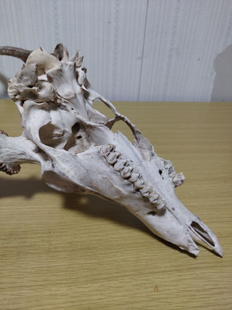 鹿の角　ニホンジカ 3頭