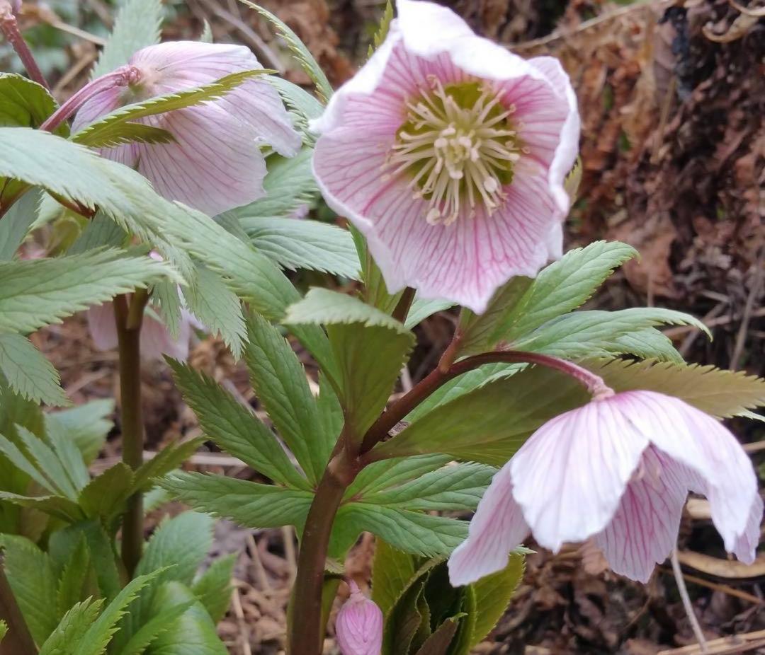 ★チベタヌス　ベインが美しい四川省種★4〜5年苗★クリスマスローズ苗