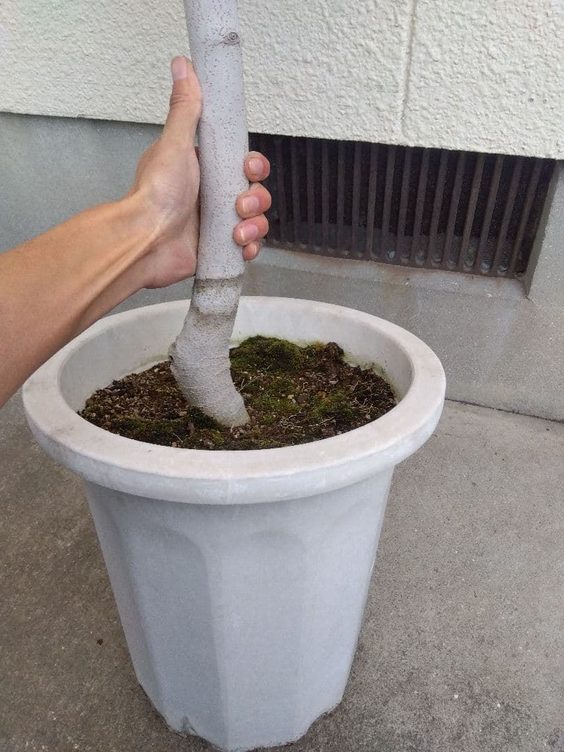 オリーブ　古木　10号鉢つき　白肌❗大株❗　①