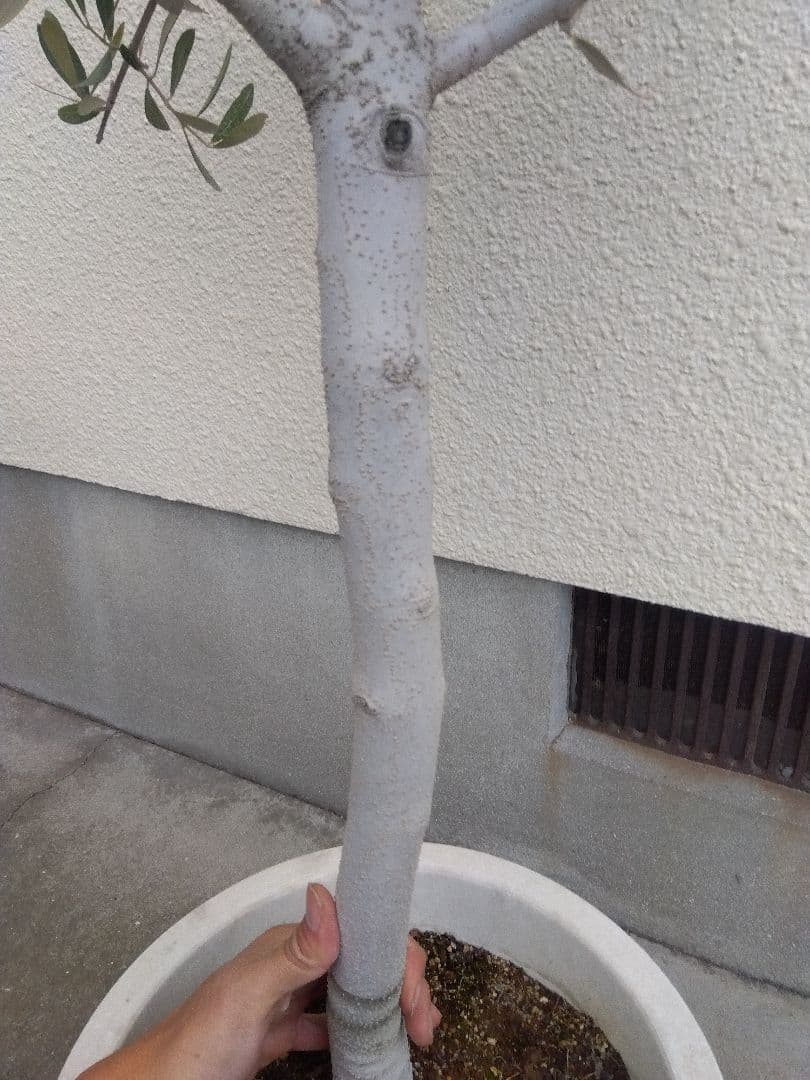 オリーブ　古木　10号鉢つき　白肌❗大株❗　①