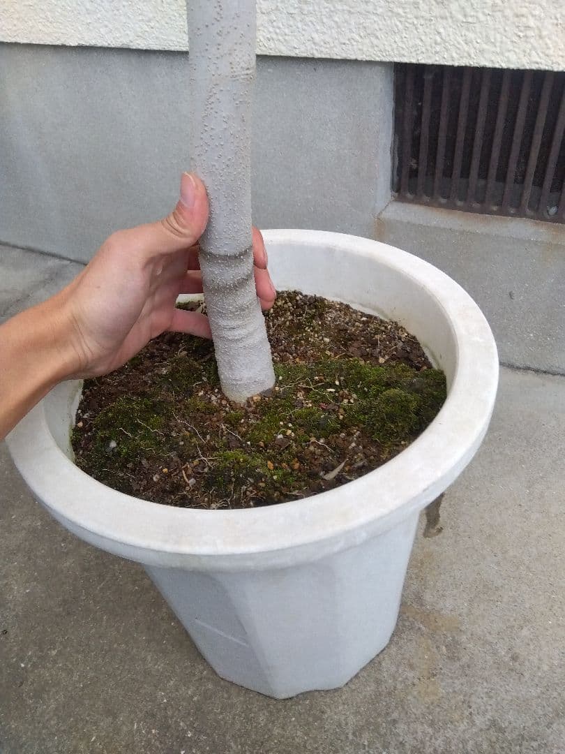 オリーブ　古木　10号鉢つき　白肌❗大株❗　①