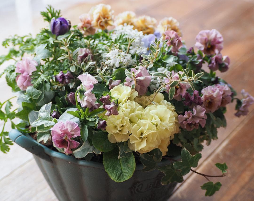 アンティークな大人ピンクの寄せ植え