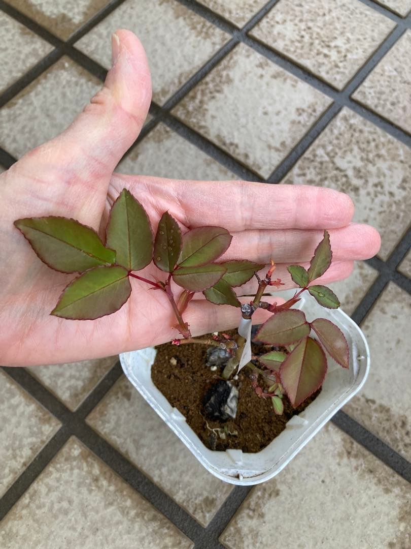 ♡Catガーデン／バラ　挿し穂苗　2025.11.16更新