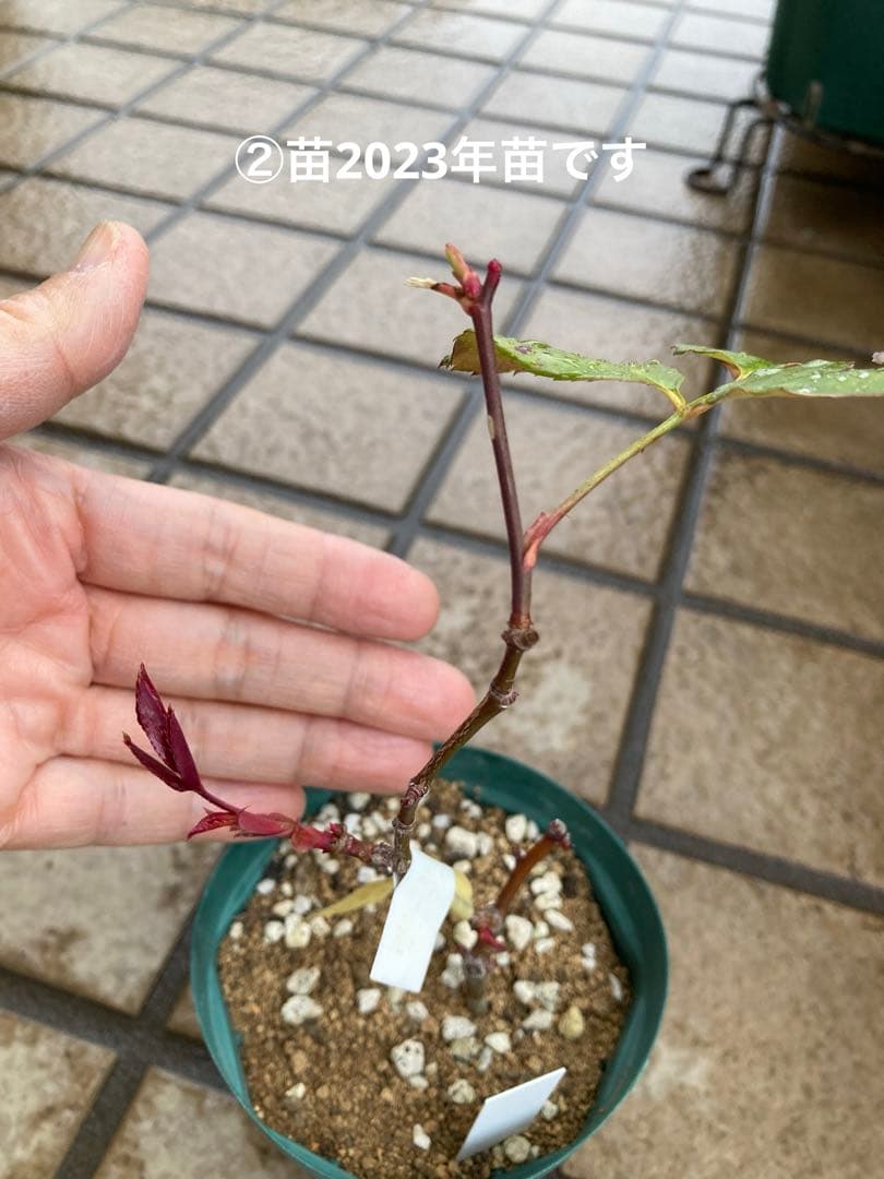 ♡Catガーデン／バラ　挿し穂苗　2025.11.16更新