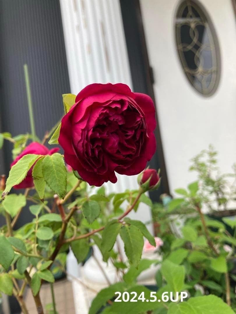 ♡Catガーデン／バラ　挿し穂苗　2025.11.16更新