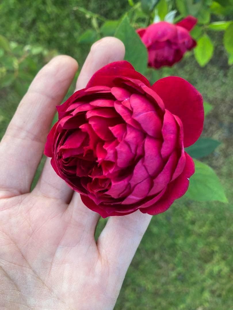 ♡Catガーデン／バラ　挿し穂苗　2025.11.16更新