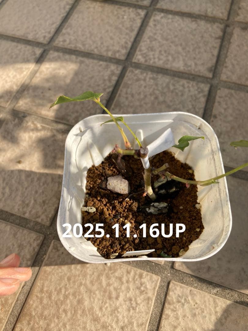 ♡Catガーデン／バラ　挿し穂苗　2025.11.16更新