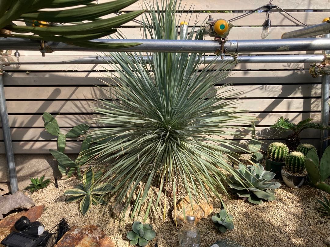 ユッカロストラータ ユッカ ブルーサンダー