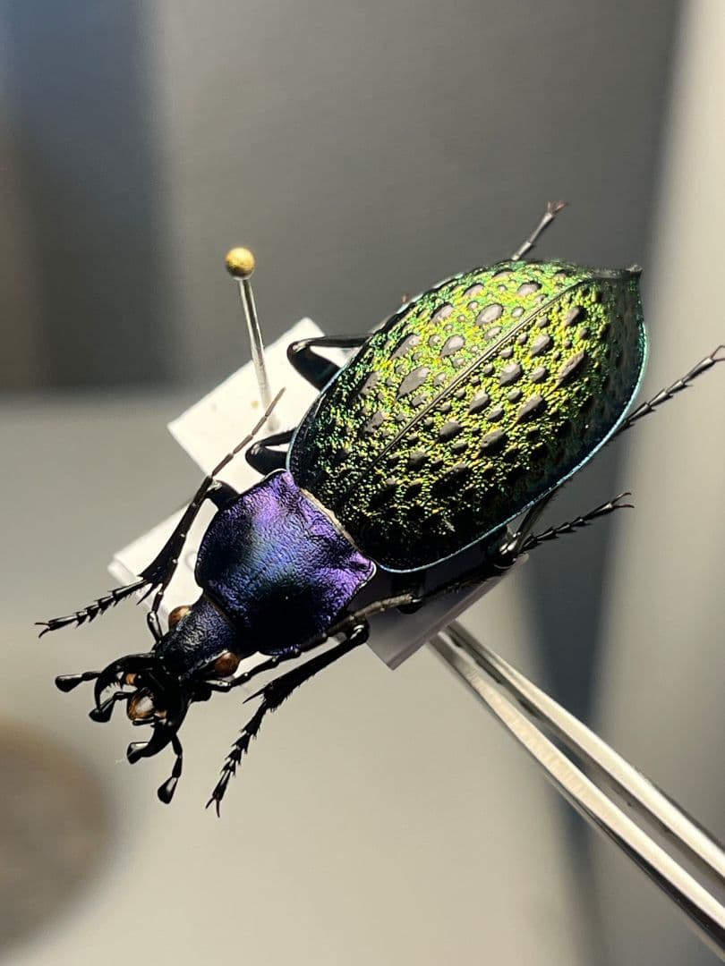 【極美個体】エリスカブリモドキ オサムシ標本 オサムシ マイマイカブリハンミョウ