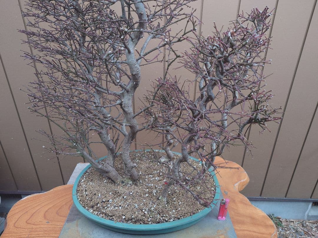 盆栽　コマユミ　樹高70cm