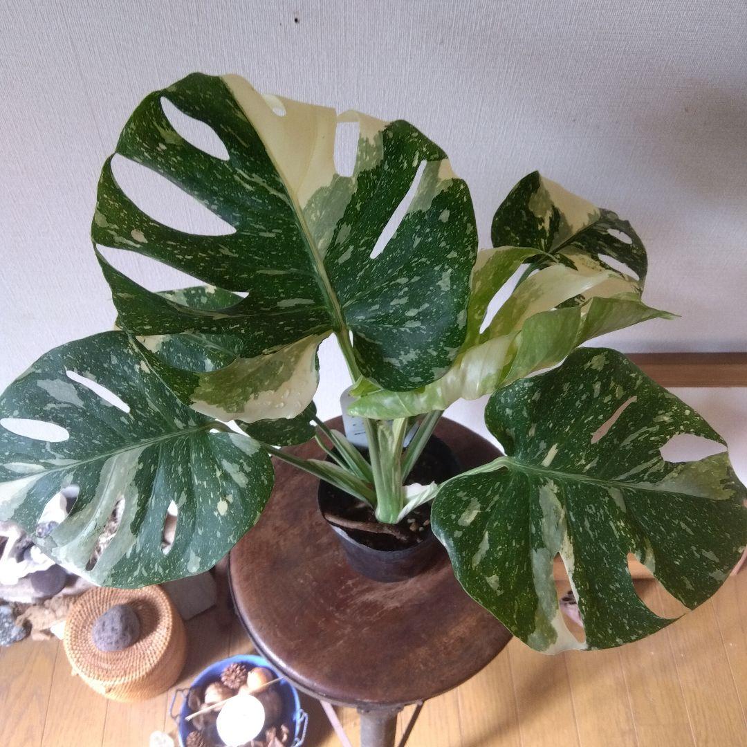 モンステラ・タイコンステレーション