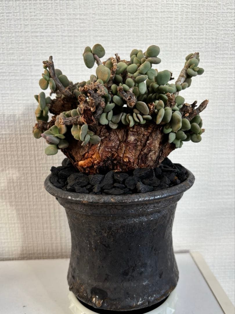 現地株　塊根植物 ピグマエア　姫野翔太　鉢