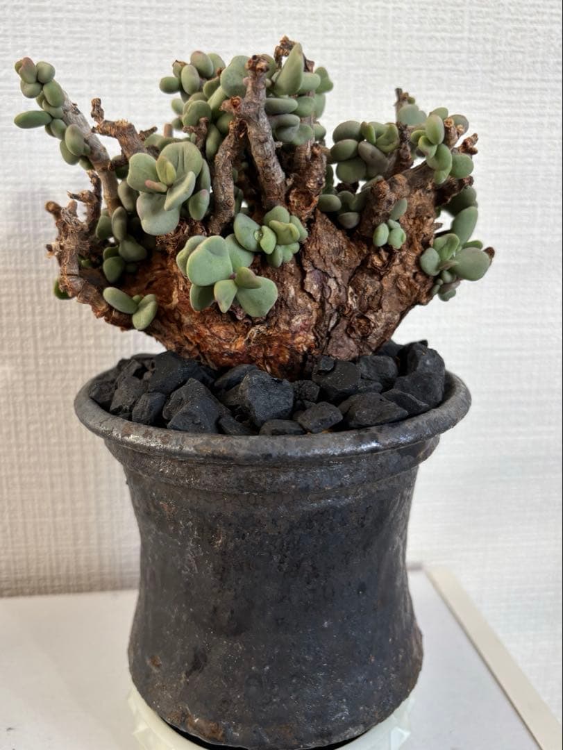 現地株　塊根植物 ピグマエア　姫野翔太　鉢