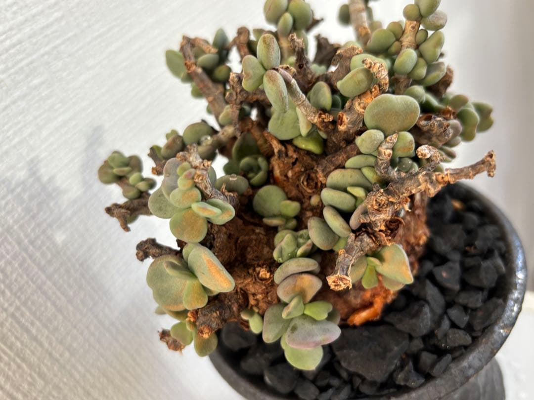 現地株　塊根植物 ピグマエア　姫野翔太　鉢