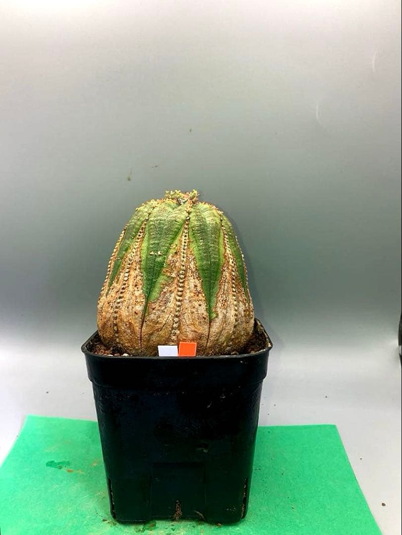 《3号WO》ユーフォルビア　オールドオベサ　雌株