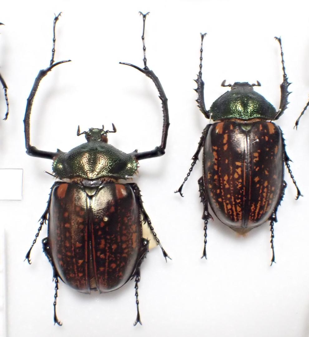 マレーテナガコガネ　標本　ペア
