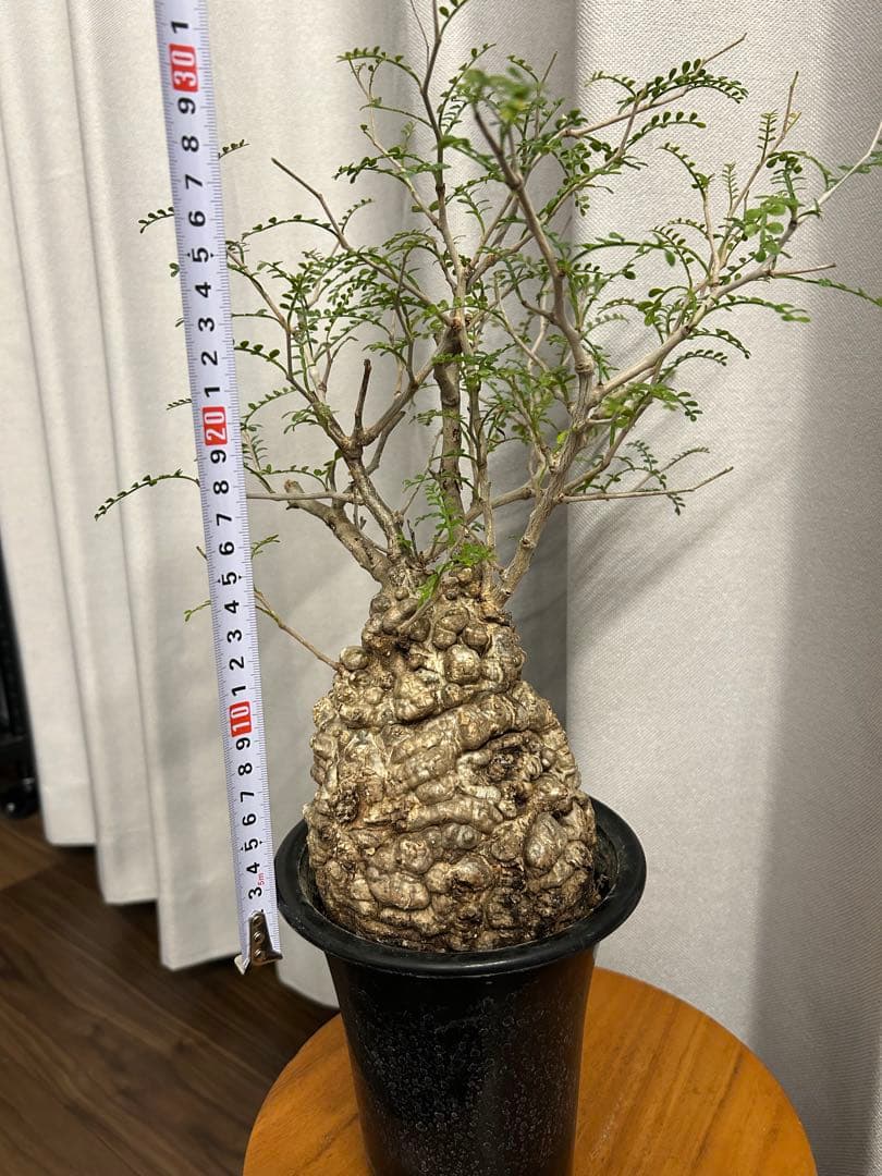 オペルクリカリア パキプス 現地球 発根済 みやび鉢 グラキリス デカリー